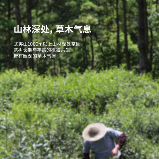 卢正浩金骏眉红茶茶叶礼盒特级蜜香武夷山桐木关250g 商品图4