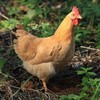 农家散养不喂饲料 细骨嫩肉原种小母鸡 黄鸡始祖品种 多吃法适配各种烹饪 商品缩略图1