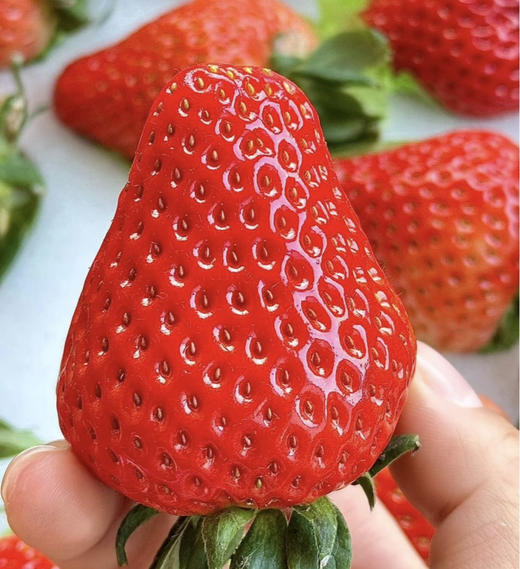 爱马仕奶油红草莓 商品图4