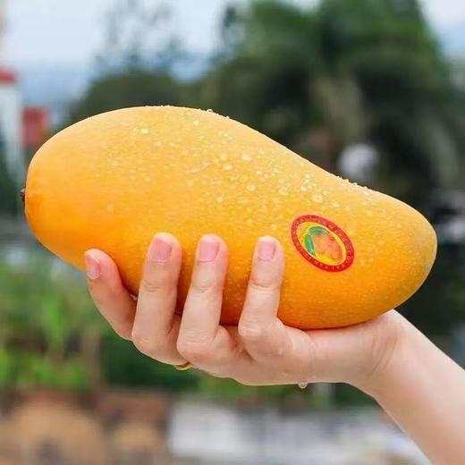 水仙芒 大芒果 商品图2