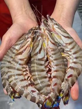 周四取货：【吕四竹节虾】一盒250克左右，约5-6个，肉质紧实Q弹！