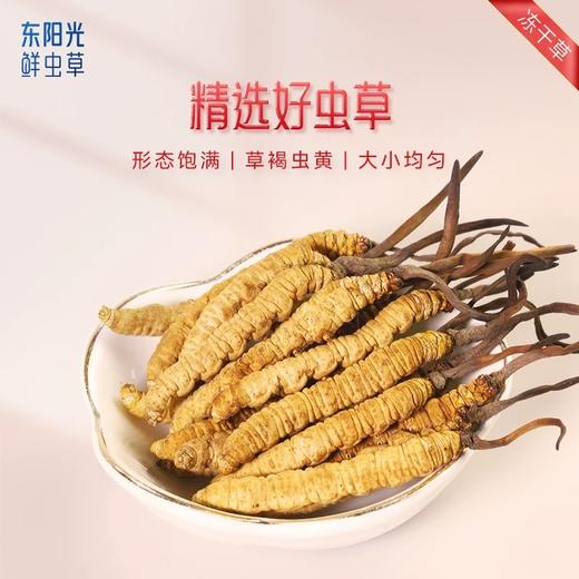 东阳光补己冬虫夏草3克礼盒送礼营养品补品滋补 商品图3