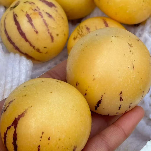 【七彩云南人参果中果秒杀活动】人参果，三个特点：香，水份大，没有核。每一口都充盈着香甜的果汁清甜 商品图9