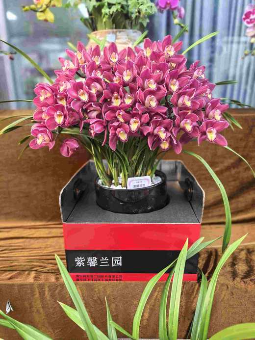 高端花卉紫馨拱兰专送香港澳门广州佛山珠三角地区 商品图5