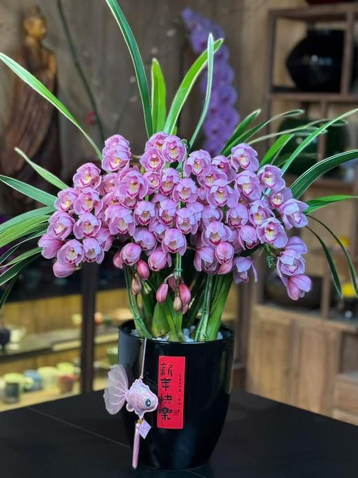 高端花卉紫馨拱兰专送香港澳门广州佛山珠三角地区 商品图2