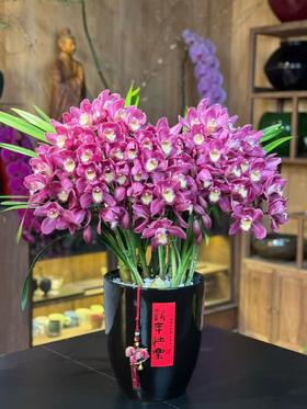 高端花卉紫馨拱兰专送香港澳门广州佛山珠三角地区