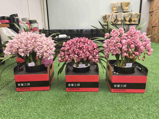 高端花卉紫馨拱兰专送香港澳门广州佛山珠三角地区 商品图8