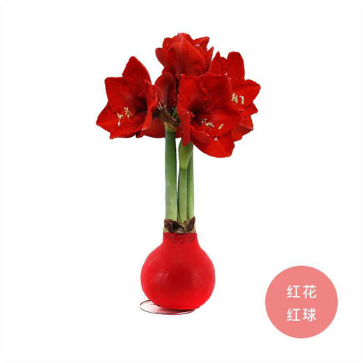 【喝空气生存】国产石蜡朱顶红 红球红花（2026年新包装）单棵 球径约30CM 商品图0