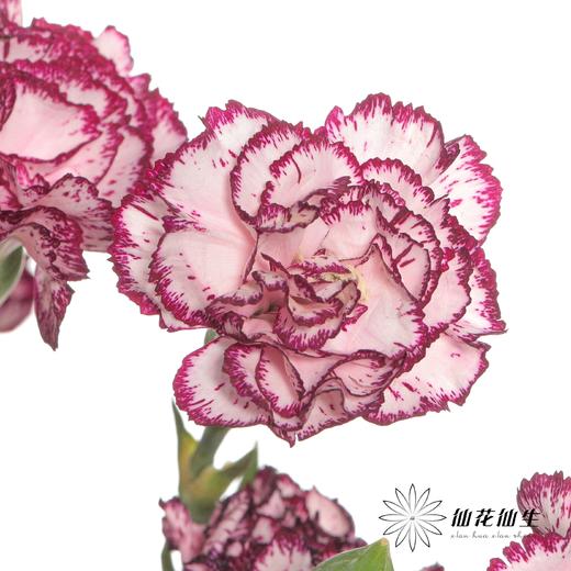 多头康乃馨 | 多瑙河 商品图1