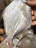 周三取货：【吕四鲳鱼】一袋1斤左右，约 5-6条 ，肉质超级细嫩，深海捕捞，纯正野生！ 商品缩略图0