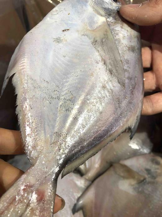 周三取货：【吕四鲳鱼】一袋1斤左右，约 5-6条 ，肉质超级细嫩，深海捕捞，纯正野生！ 商品图0