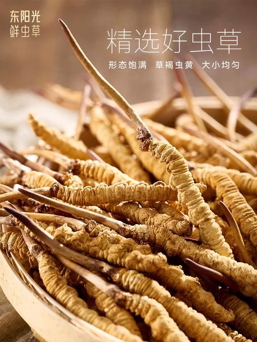 东阳光冬虫夏草冻干鲜虫草高档礼盒20克 商品图2