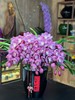 高端花卉紫馨拱兰专送香港澳门广州佛山珠三角地区 商品缩略图1