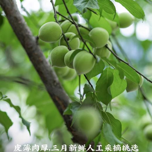 果肉酸梅酱 商品图3