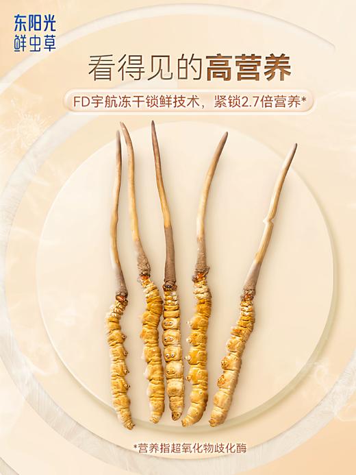 东阳光冬虫夏草冻干鲜虫草高档礼盒20克 商品图3
