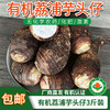 【厂商直发】广西有机荔浦大芋头香芋3斤/5斤粉嫩甜糯包邮 商品缩略图9