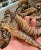周三取货：【吕四竹节虾】一盒250克左右，约5-6个，肉质紧实Q弹！ 商品缩略图1