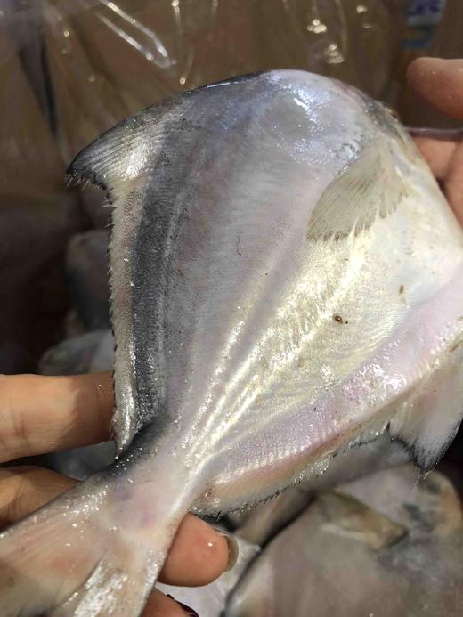 周三取货：【吕四鲳鱼】一袋1斤左右，约 5-6条 ，肉质超级细嫩，深海捕捞，纯正野生！ 商品图1