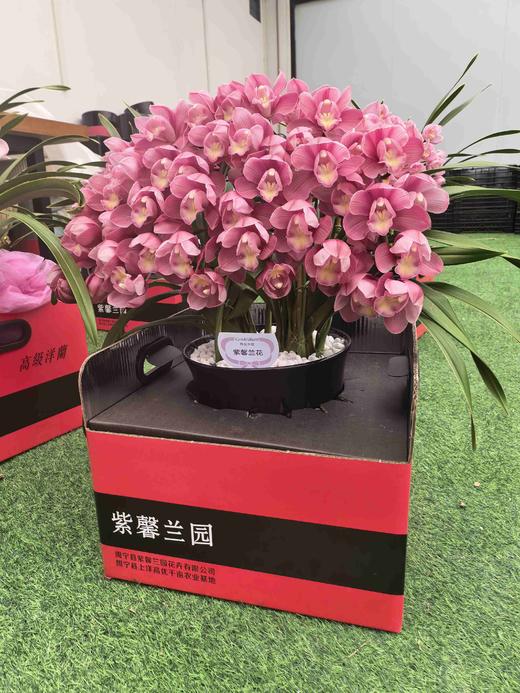 高端花卉紫馨拱兰专送香港澳门广州佛山珠三角地区 商品图9