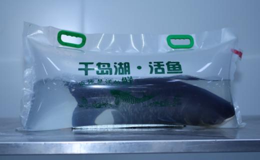 千岛湖 活鱼到家/鱼圆  现捕现发 商品图3