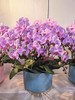 精品蝴蝶兰盆栽粉冠军10支 商品缩略图0