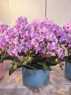 精品蝴蝶兰盆栽粉冠军10支