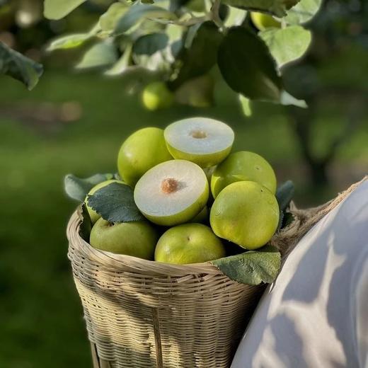 2月11日-2月24日停运！【苹果枣一枣三味】有着苹果的脆，枣的甜和雪梨的多汁 可食率高 收到放冰箱冷藏风味更佳 商品图5
