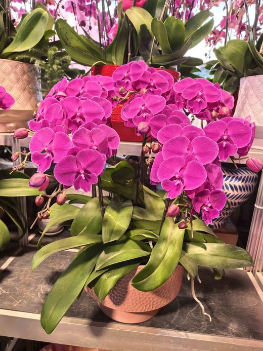 蝴蝶兰盆栽大红袍8支 商品图2