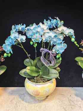 精品蝴蝶兰盆栽马卡龙蓝色6支