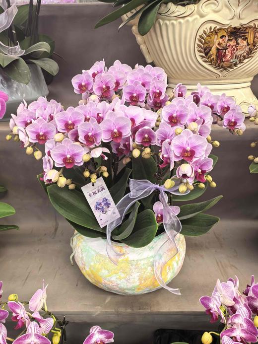 精品蝴蝶兰盆栽宝贝10支LY 商品图0