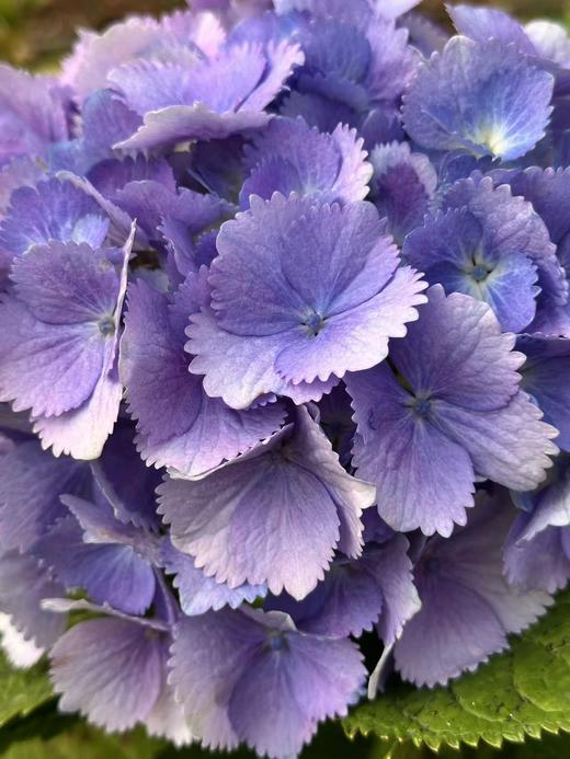 绣球-羽翼 商品图1