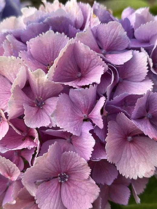 绣球-羽翼 商品图0