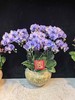 精品蝴蝶兰小盆栽马卡龙紫色12支 商品缩略图0
