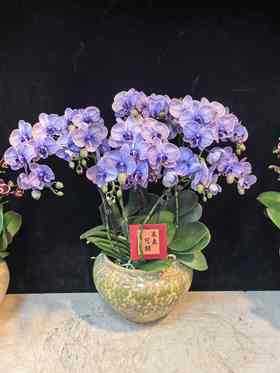精品蝴蝶兰小盆栽马卡龙紫色12支