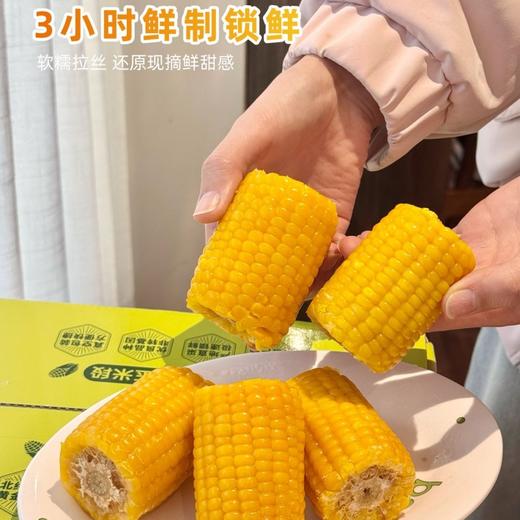 北方粮田 鲜食黄糯玉米段 18根 非转基因玉米，商超同款，品质放心；进口HG耐高温抗紫外线蒸煮袋，3小时真空锁鲜；粒粒饱满 ，软糯香甜，老少皆宜 商品图14