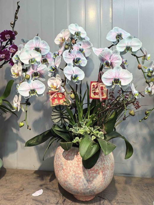 高端蝴蝶兰盆栽马卡龙海洋蓝6支950 商品图0