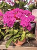 蝴蝶兰盆栽大红袍8支 商品缩略图0