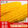 【东北黄糯玉米】非转基因 糯而不粘 配料表干净 0农残 无任何添加剂 防腐剂 商品缩略图1