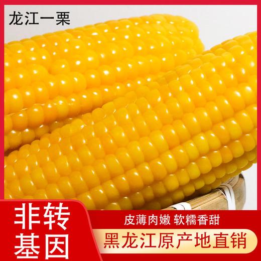 【东北黄糯玉米】非转基因 糯而不粘 配料表干净 0农残 无任何添加剂 防腐剂 商品图1