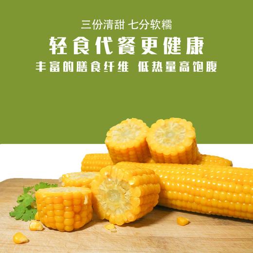 【东北黄糯玉米】非转基因 糯而不粘 配料表干净 0农残 无任何添加剂 防腐剂 商品图5
