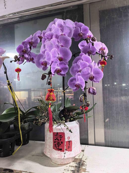 高端大气上档次蝴蝶兰盆栽树兰1棵 商品图6