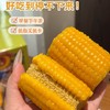 北方粮田 鲜食黄糯玉米段 18根 非转基因玉米，商超同款，品质放心；进口HG耐高温抗紫外线蒸煮袋，3小时真空锁鲜；粒粒饱满 ，软糯香甜，老少皆宜 商品缩略图8