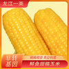 【东北黄糯玉米】非转基因 糯而不粘 配料表干净 0农残 无任何添加剂 防腐剂 商品缩略图2