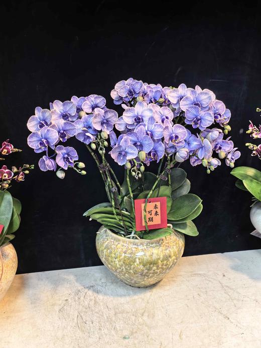 精品蝴蝶兰小盆栽马卡龙紫色12支 商品图2
