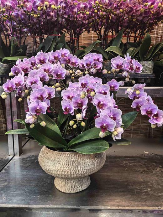 精品蝴蝶兰盆栽宝贝10支LY 商品图1