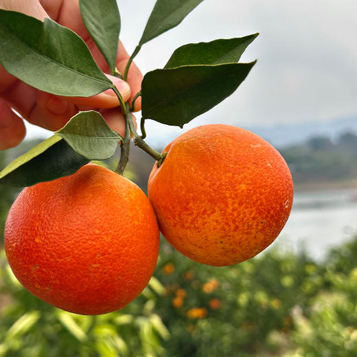 长寿湖血橙 富含花青素 风味十足 商品图6