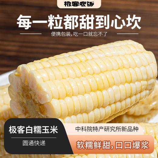 极客白糯玉米丨中科院特产，研究所新品种，软糯鲜甜，口口爆浆。⭐️圆通快递 商品图0