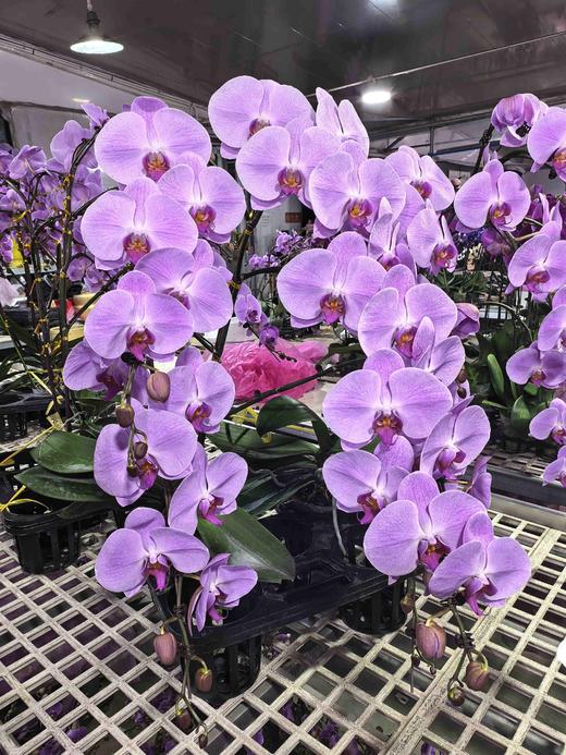 高端大气上档次蝴蝶兰盆栽树兰1棵 商品图4