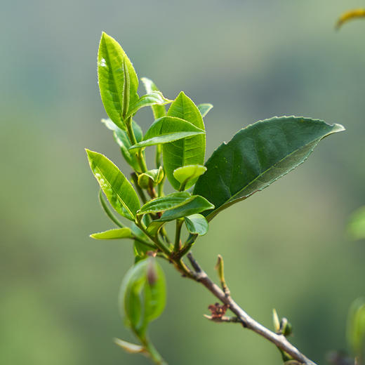 【昔归龙珠】【春茶预售第一弹】2026年昔归古树龙珠，临沧茶区，高额补贴引爆春茶预售，280克/罐 商品图2