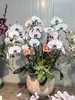 高端蝴蝶兰盆栽马卡龙海洋蓝6支950 商品缩略图1